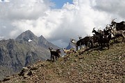 Venina, Masoni, Pes Gerna, tris di cime in cresta da Carona-Rif. Longo il 5 agosto 2017 - FOTOGALLERY